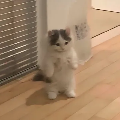 Michi Michi — отзывы и рейтинг